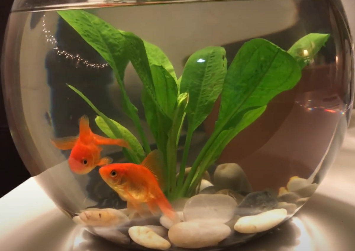 Snapshot of Goldfish Care In Bowls